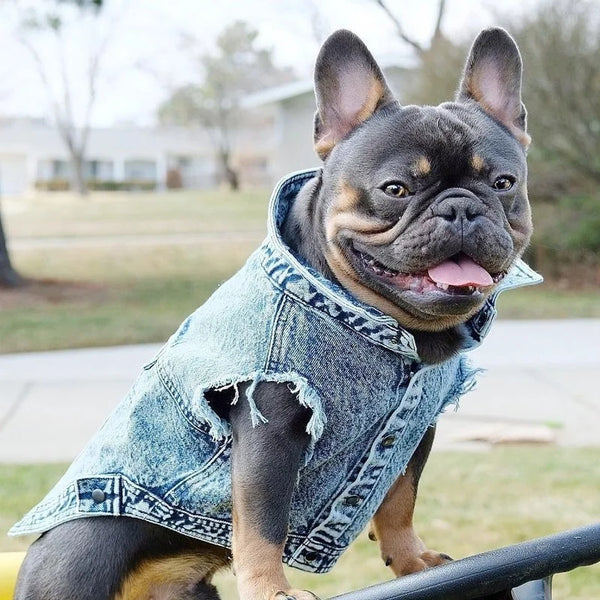 Chic Denim Dog Jacket